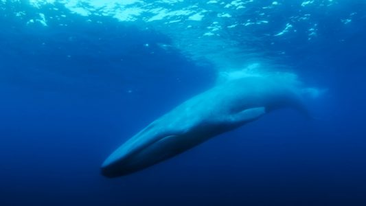 Watch The Trailer For The Loneliest Whale Documentary 